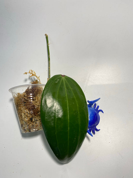 Hoya polystachya - unrooted