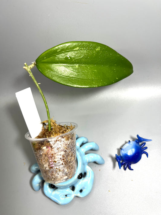 Hoya rhm 009- Unrooted