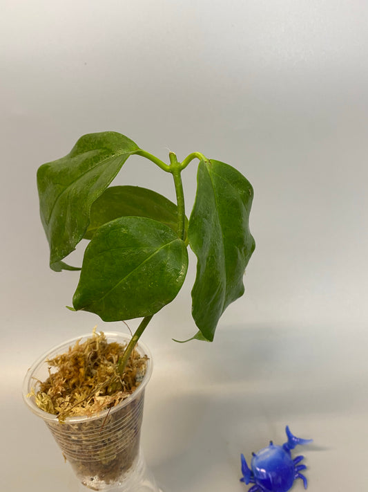 Hoya chewiorum - just starting to root