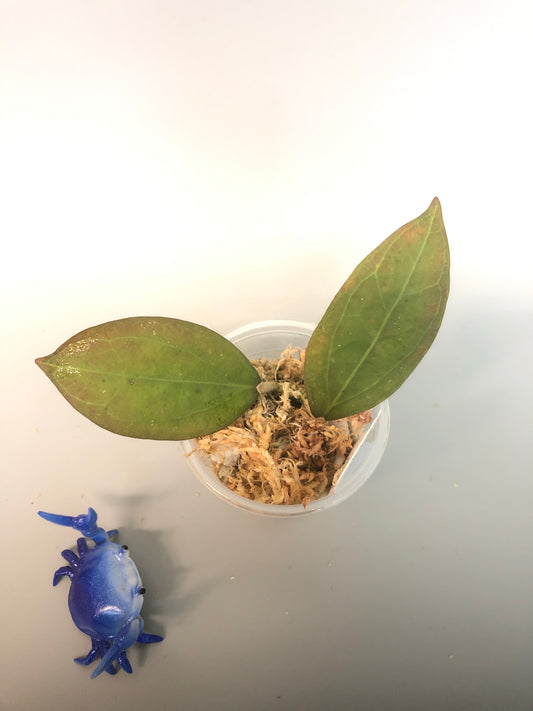 Hoya tequila sunrise