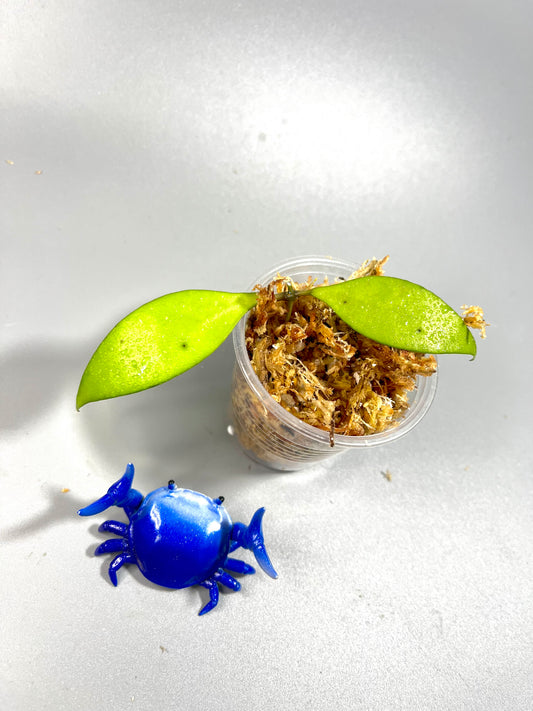 Hoya revoluta - Unrooted