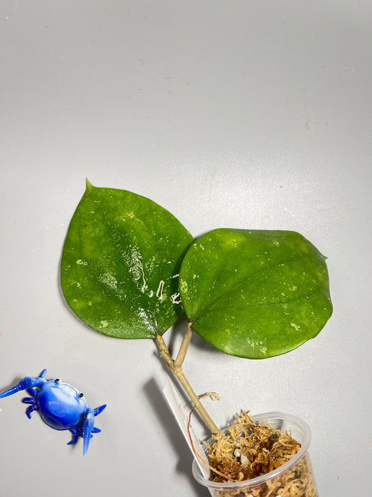Hoya balaensis round leaf - unrooted