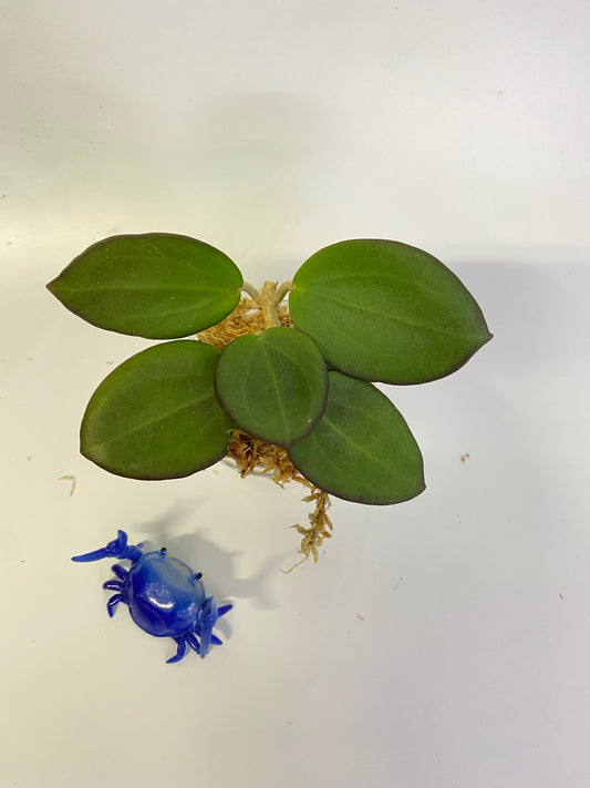 Hoya mb1414 (Christine x aldrichii) - starting to root