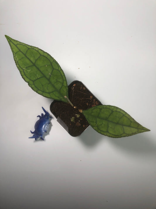 Hoya Finlaysonii Big leaf