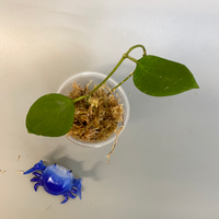 Hoya Genieve MB1141 - starting to root