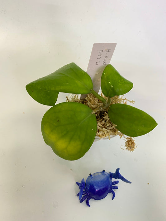 Hoya Kicki with peduncle - unrooted