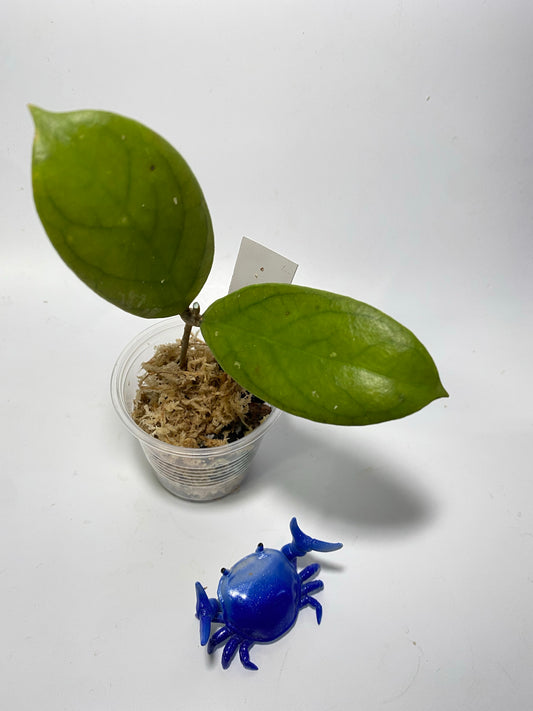 Hoya forbesii sabah - Unrooted