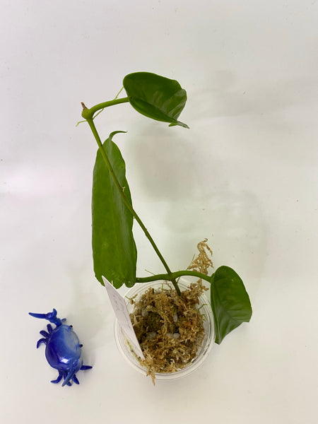 Hoya Macgillivrayi - has roots
