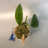 Hoya diversifolia - starting to root.