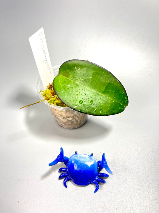 Hoya fusco marginata - has some roots