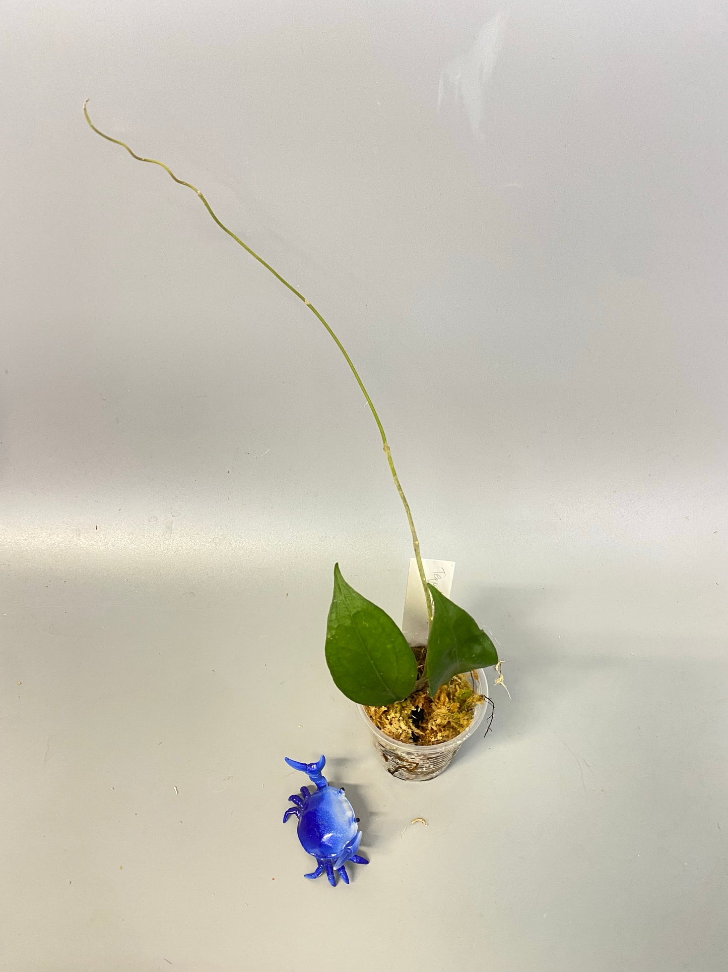 Hoya tequila sunrise - has some roots