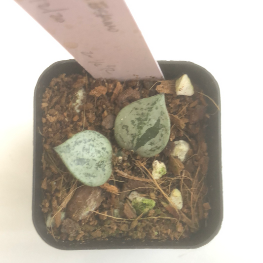 Reserved for Kat - Hoya super Eskimo, rebecca and amoena