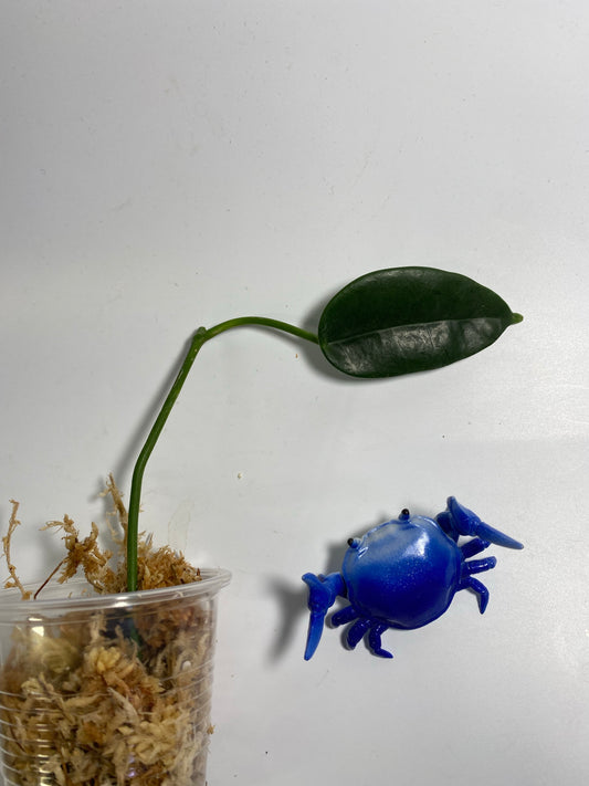 Hoya png yellow - unrooted