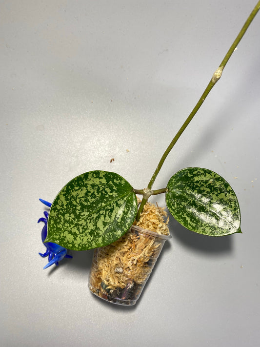 Hoya parasitica splash - starting to root