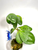 Hoya hainanensis - has roots