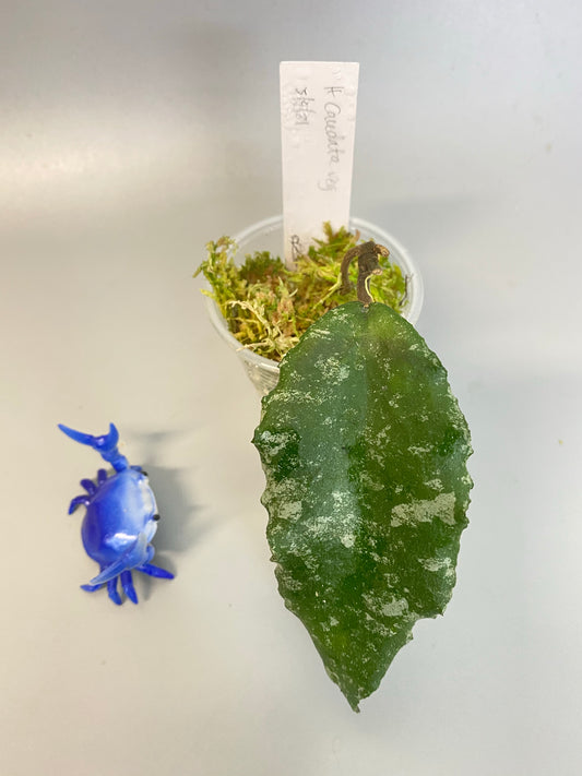 Hoya caudata regular starting to root