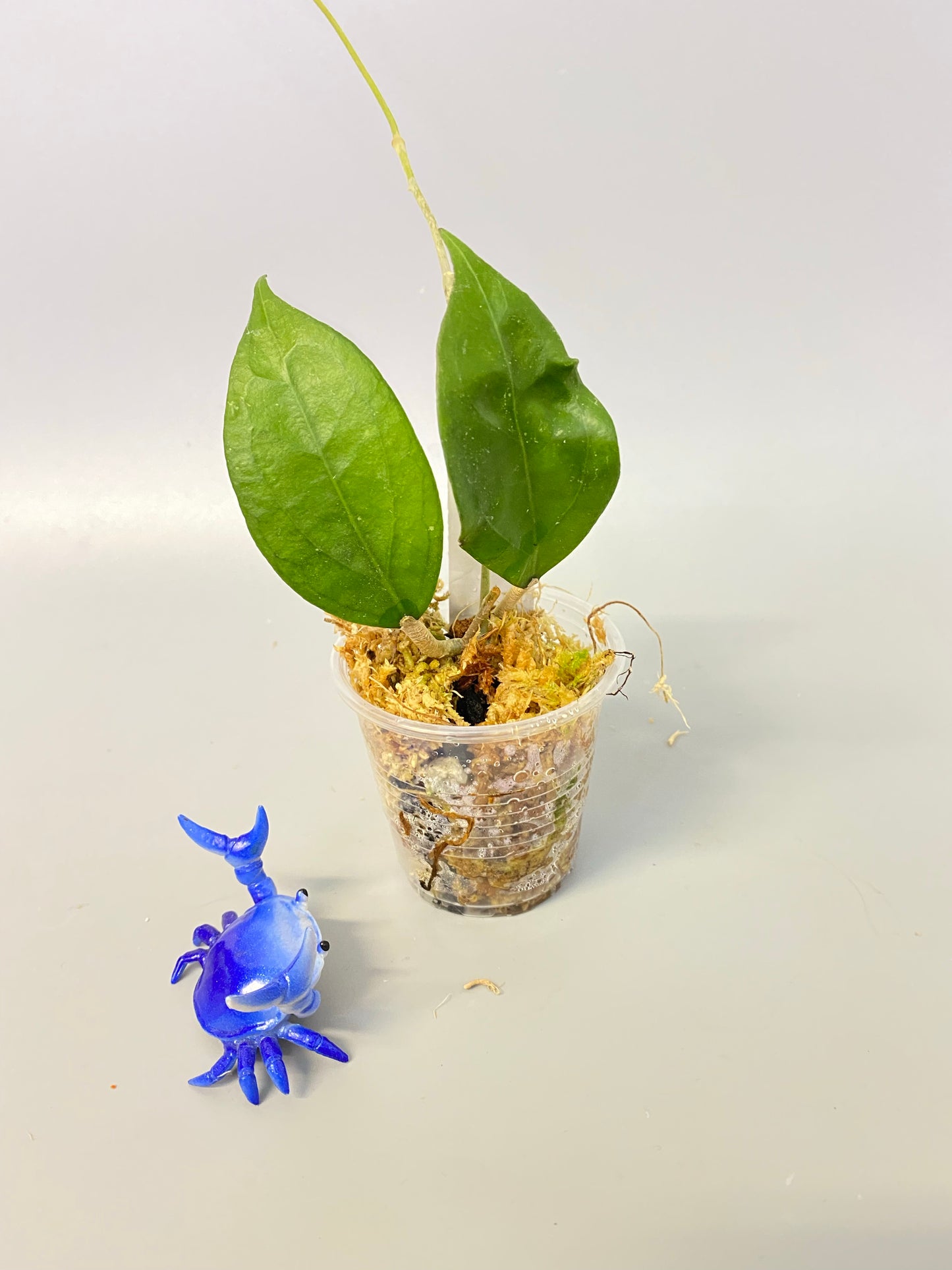 Hoya tequila sunrise - has some roots