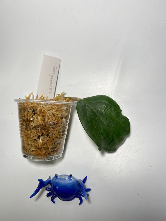 Hoya surigaoensis - unrooted