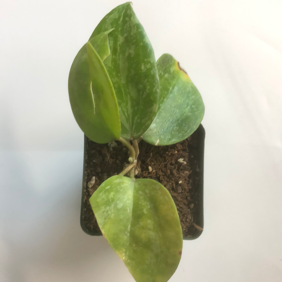 hoya macrophylla snow queen with new growth