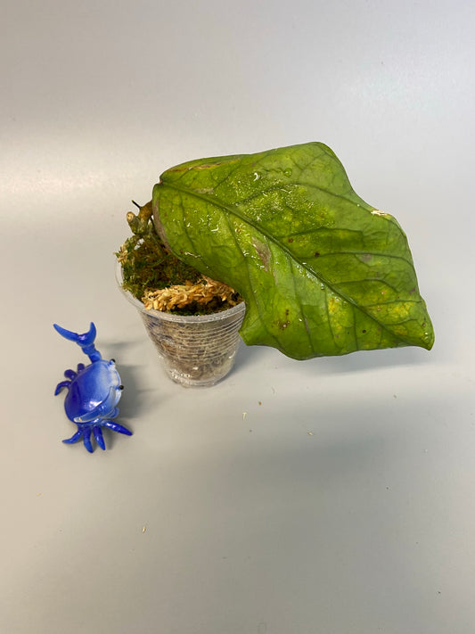 Hoya sp GPS 7020 - just starting to root