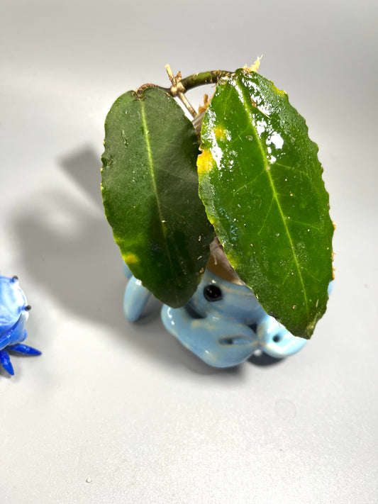 Hoya versteegii - Unrooted