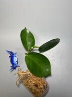 Hoya cv pinkie (australis x subcalva) - Unrooted