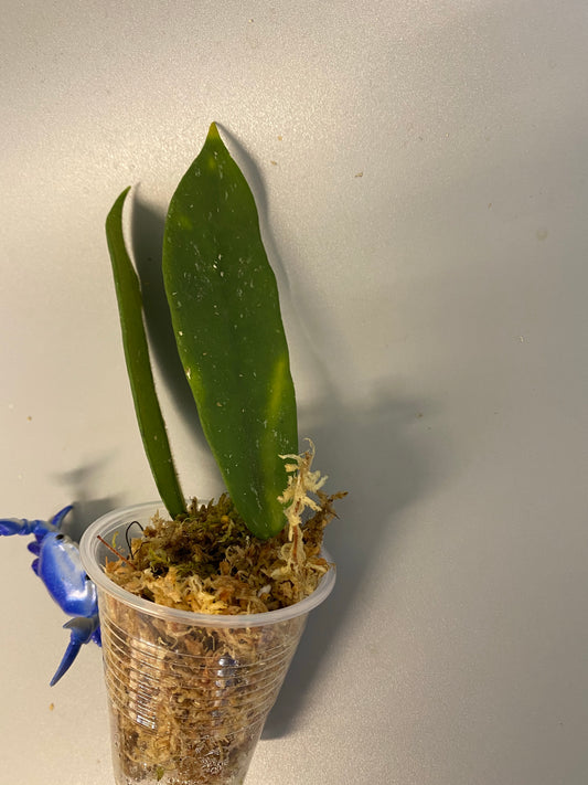 Hoya thomsonii - white flower - some roots