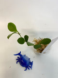 Hoya carmelae - has some roots