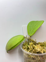 Hoya Kicki - has roots
