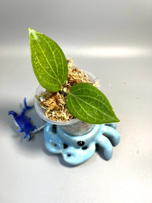 Hoya Hellwigiana - Unrooted