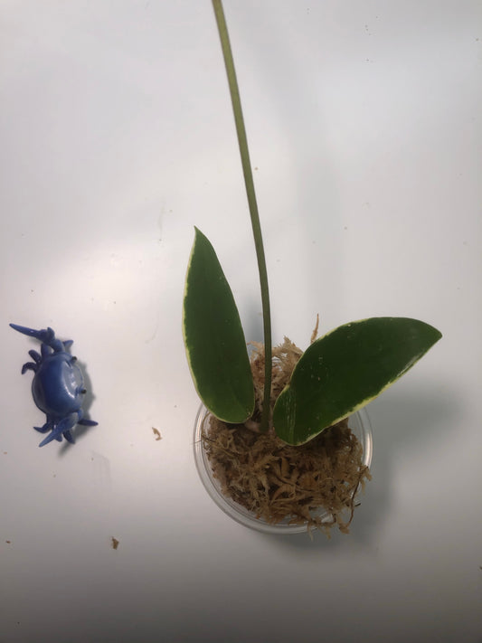 Hoya acuta variegata with some roots