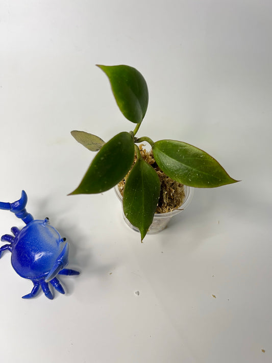 Free addon - Hoya sunrise - Unrooted