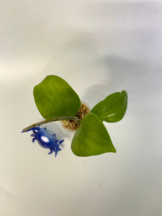 Hoya Kicki with peduncle - unrooted