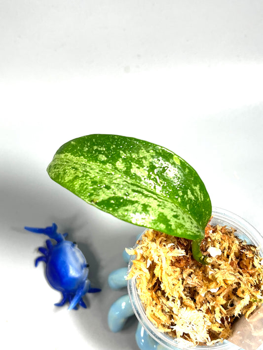 Hoya memoria x IR26 - unrooted