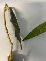 Reserved for jennifer - Hoya clemensorium - has roots