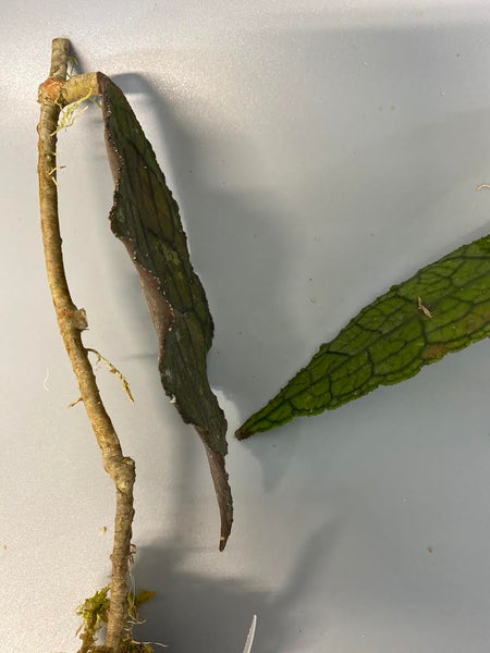 Reserved for jennifer - Hoya clemensorium - has roots