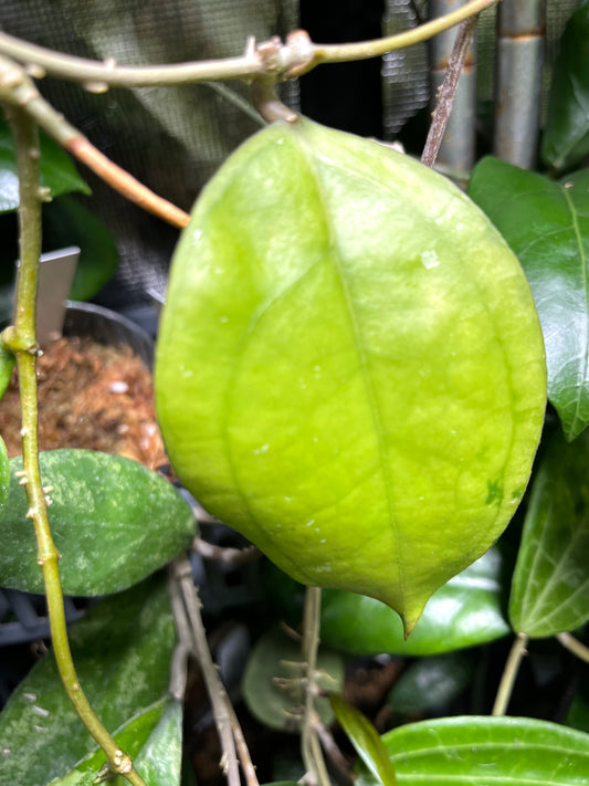 Hoya sp borneo round leaf epc 953 - fresh cut 1 node/ 1 leaf Unrooted 1 node