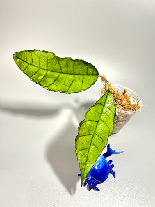 Hoya Nong nooch Iml 1541 - Unrooted