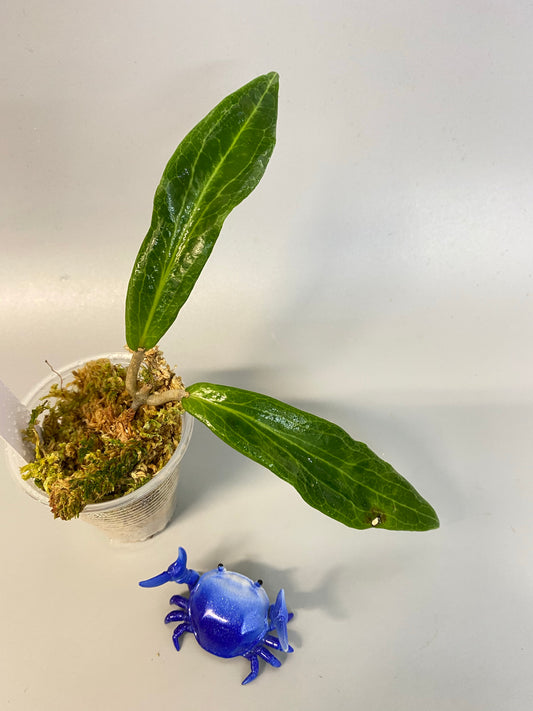 Hoya benguetensis - some roots