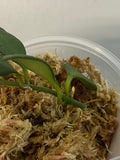 Hoya carmelae - unrooted