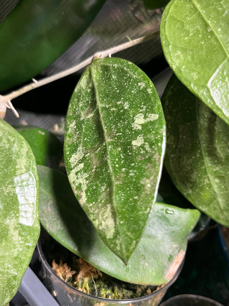 Hoya rhm 14-1 - fresh cutting 1 leaf/ node - Unrooted