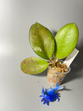 Hoya luckii - new hybrid - vitellina pink x unknown - sunstressed starting to root