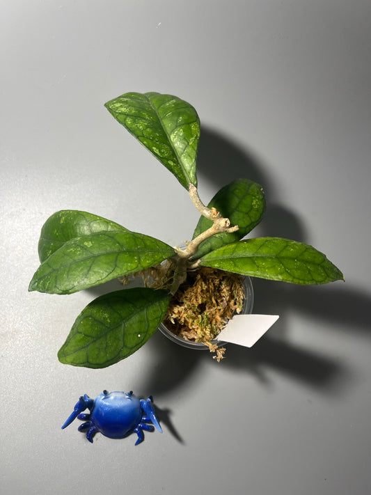 Hoya EPC 1001 (finlaysonii x meredithii) - has some roots