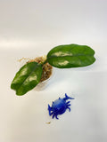 Hoya villosa small leaves - starting to root