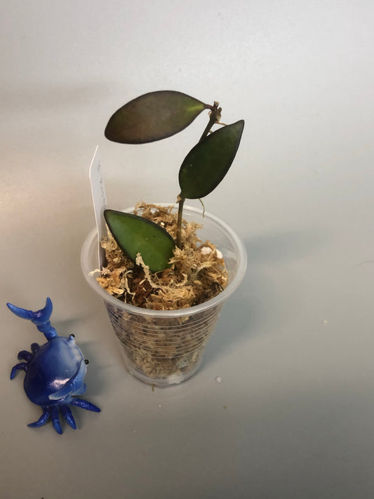 Hoya rosita (wayettii x tsangii)