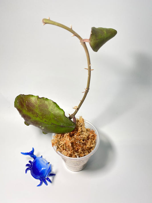 Hoya waymaniae borneo - just barely starting to root