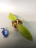 Hoya Amoena - has some roots