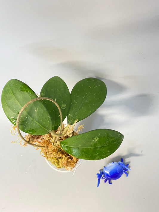 Hoya erythrostemma - big pink - has some roots