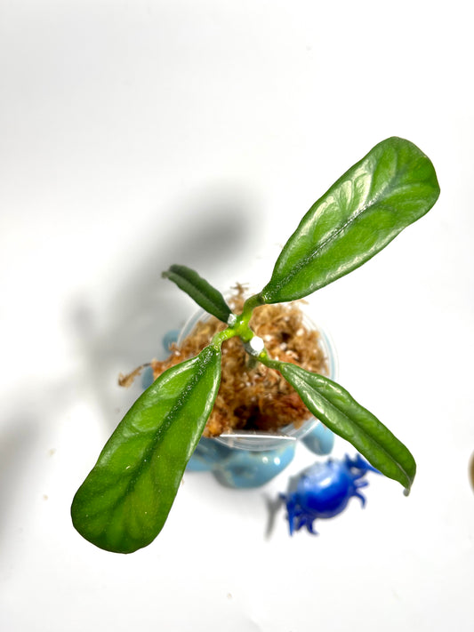 Hoya villosa rp - unrooted