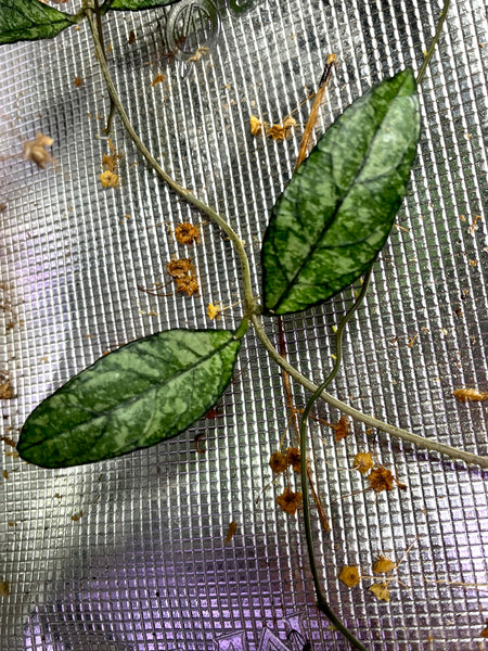 Hoya crassipetiolata splash  - fresh cut 1 node -  Unrooted